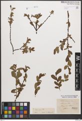 Foto von Salix caesia Vill.